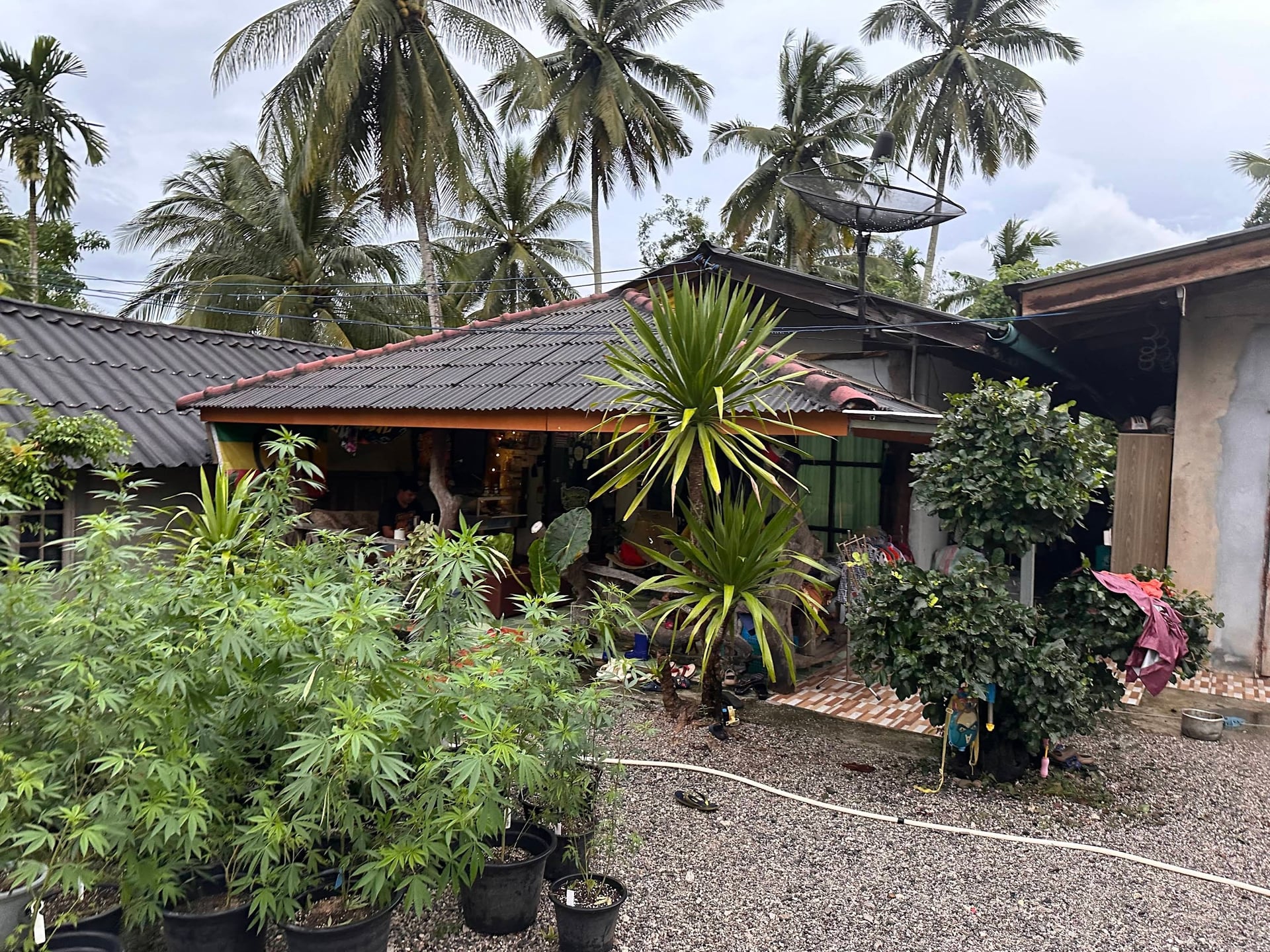 Chiewlarn Grower & Cannabis Weed