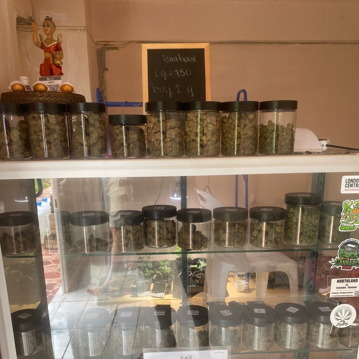 Isnatious Cannabis