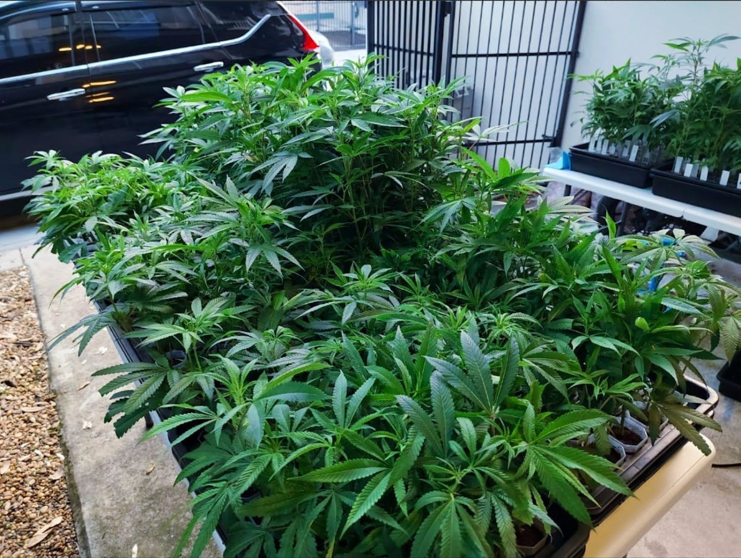 Cannabear