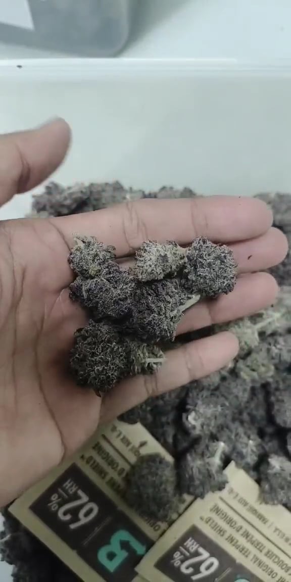 F1qp Cannabis