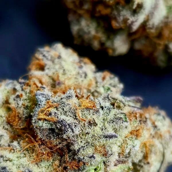 Cannabear