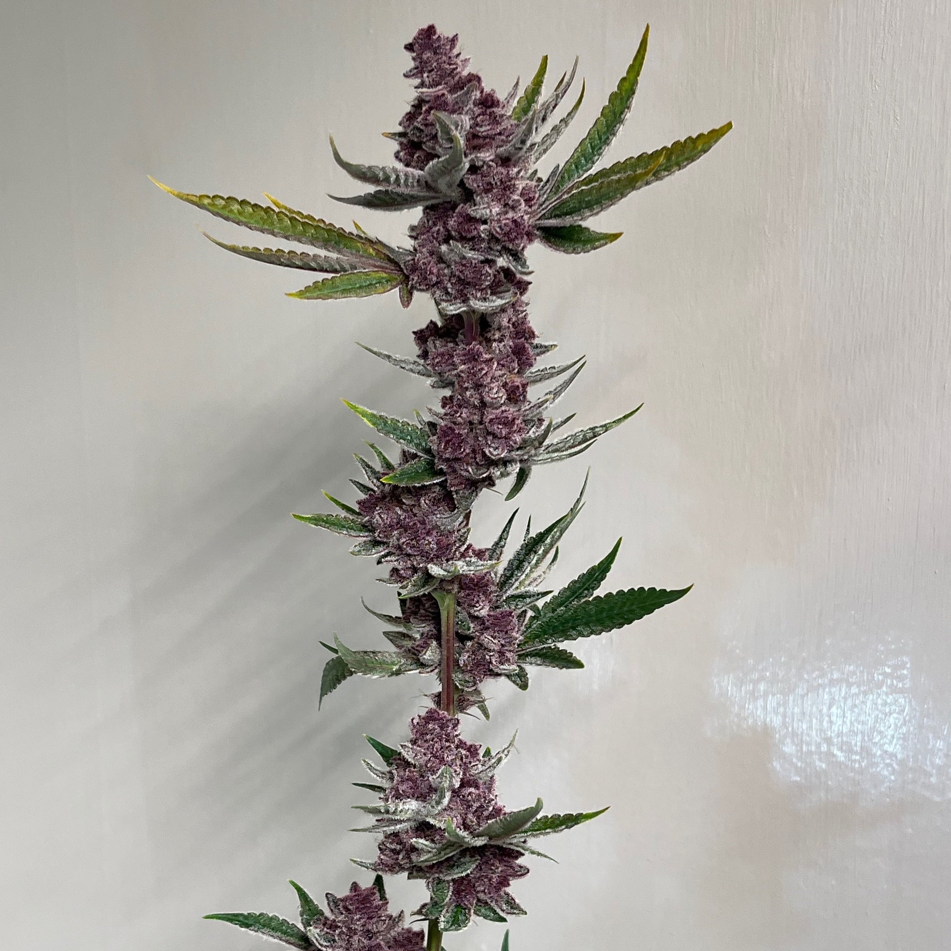 Canna.box