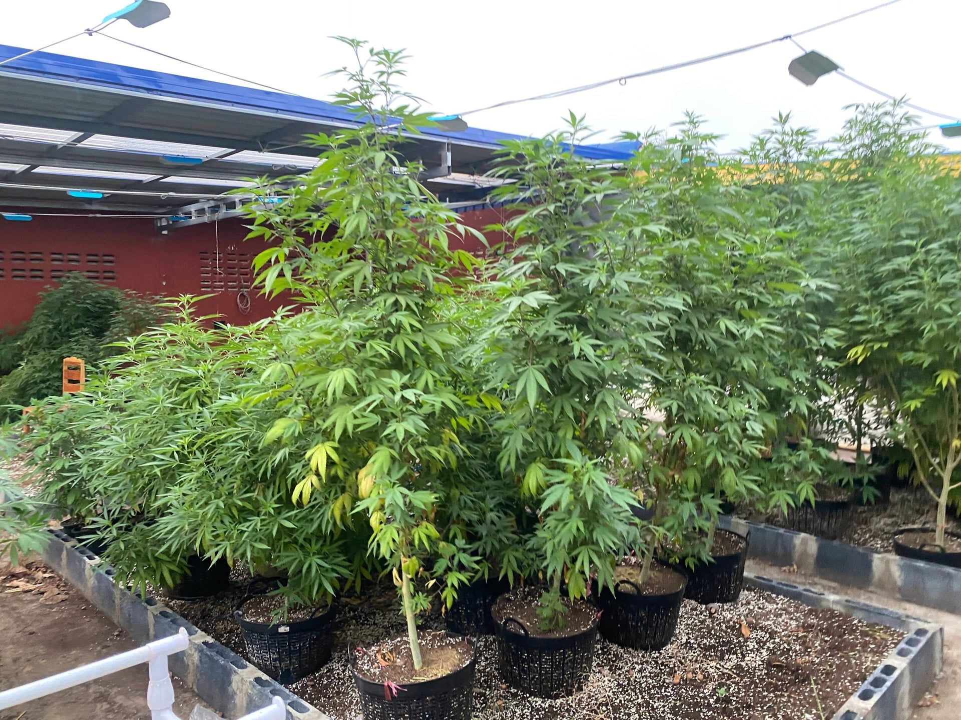 Mar.yum Cannabiz Area