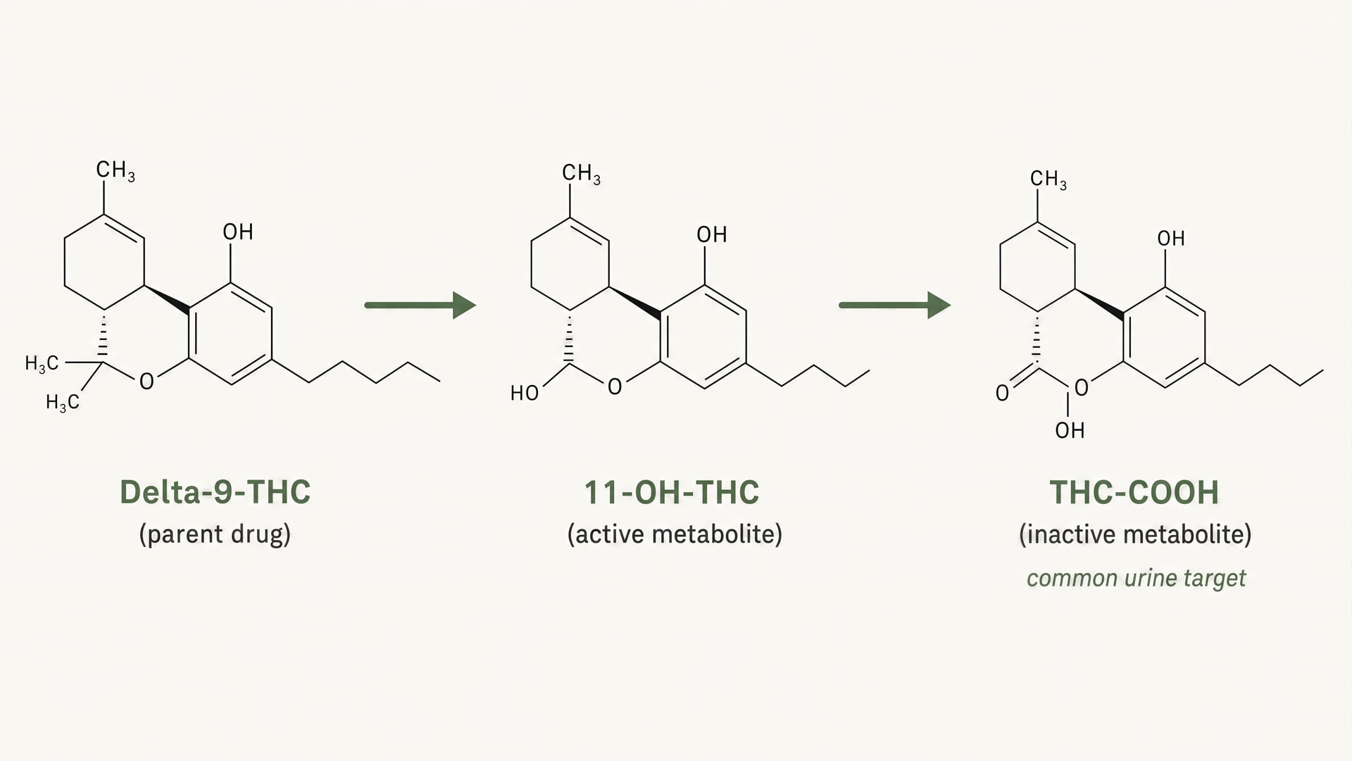 Diagram showing THC converting to 11-OH-THC and then THC-COOH