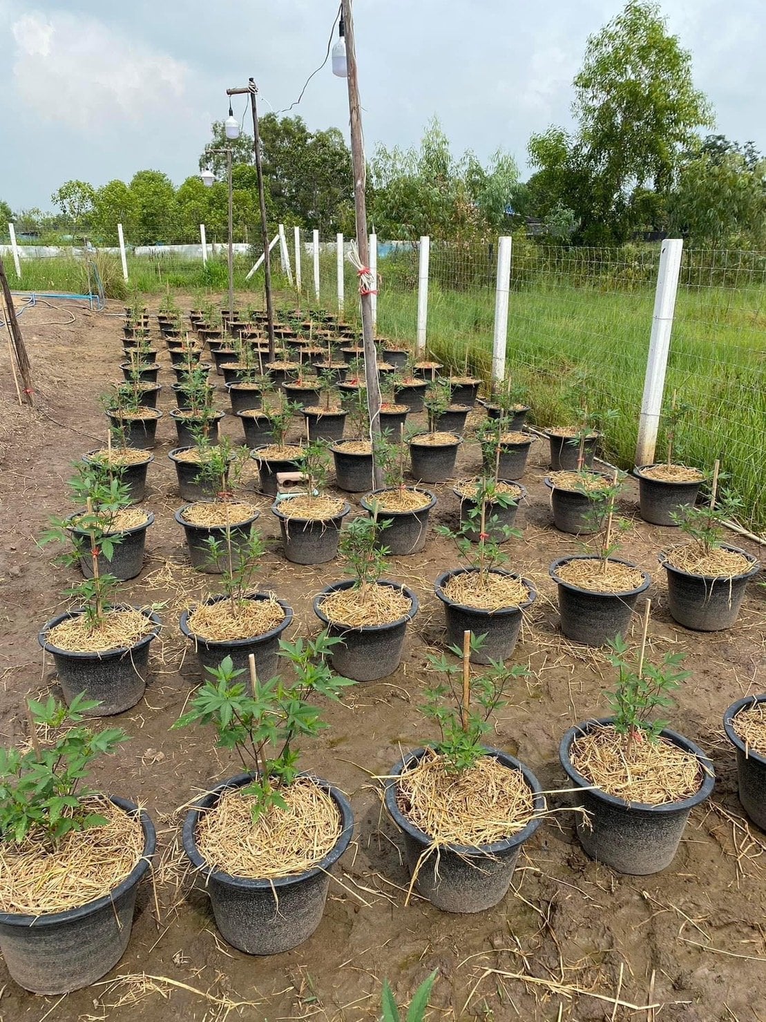 Mars Cannabis Farm