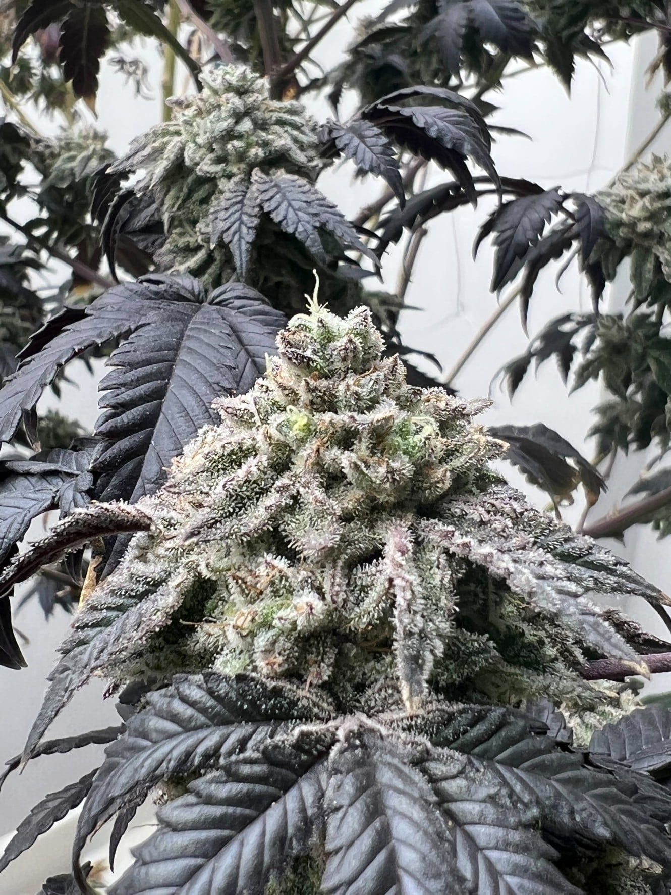 Home Weed Cannabis