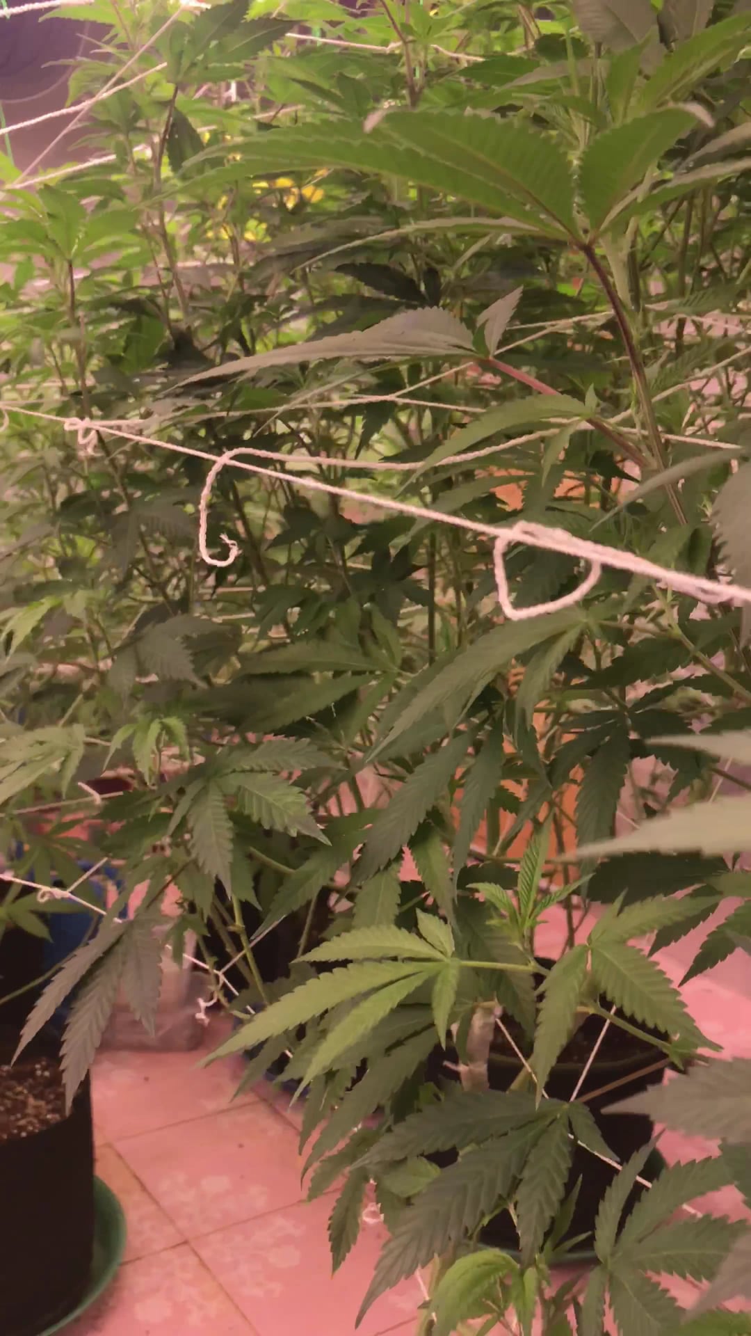 N.N.Organic Farm