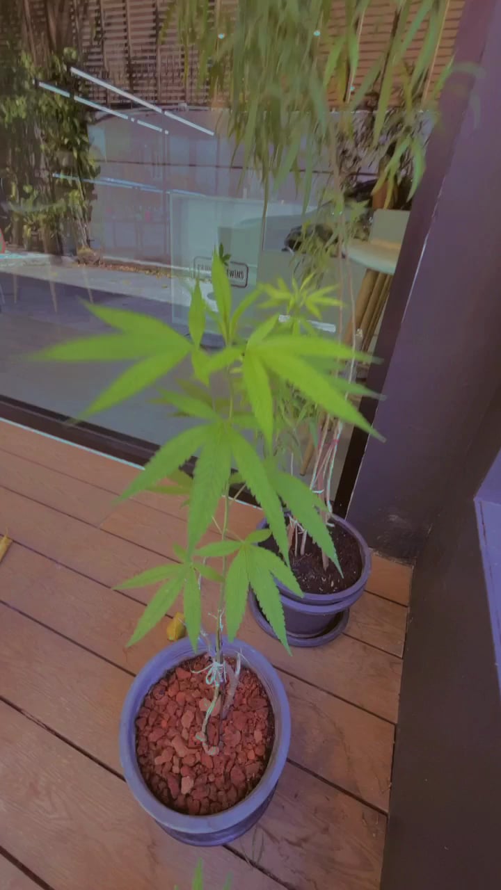CANNABIS TWINS Dispensary And Lounge - Silom