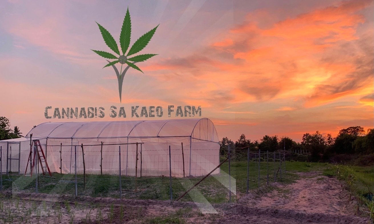 Cannabis Sa Kaeo Farm