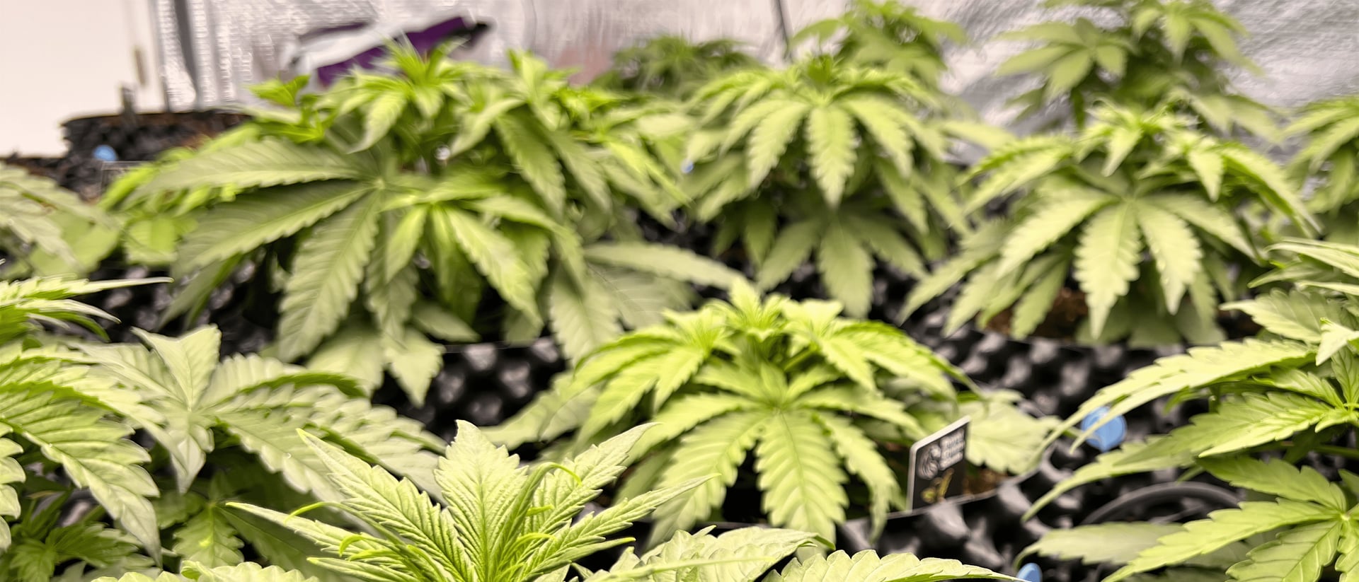 Cannabis Club Dahme Spree \ Spreewaldgras hero