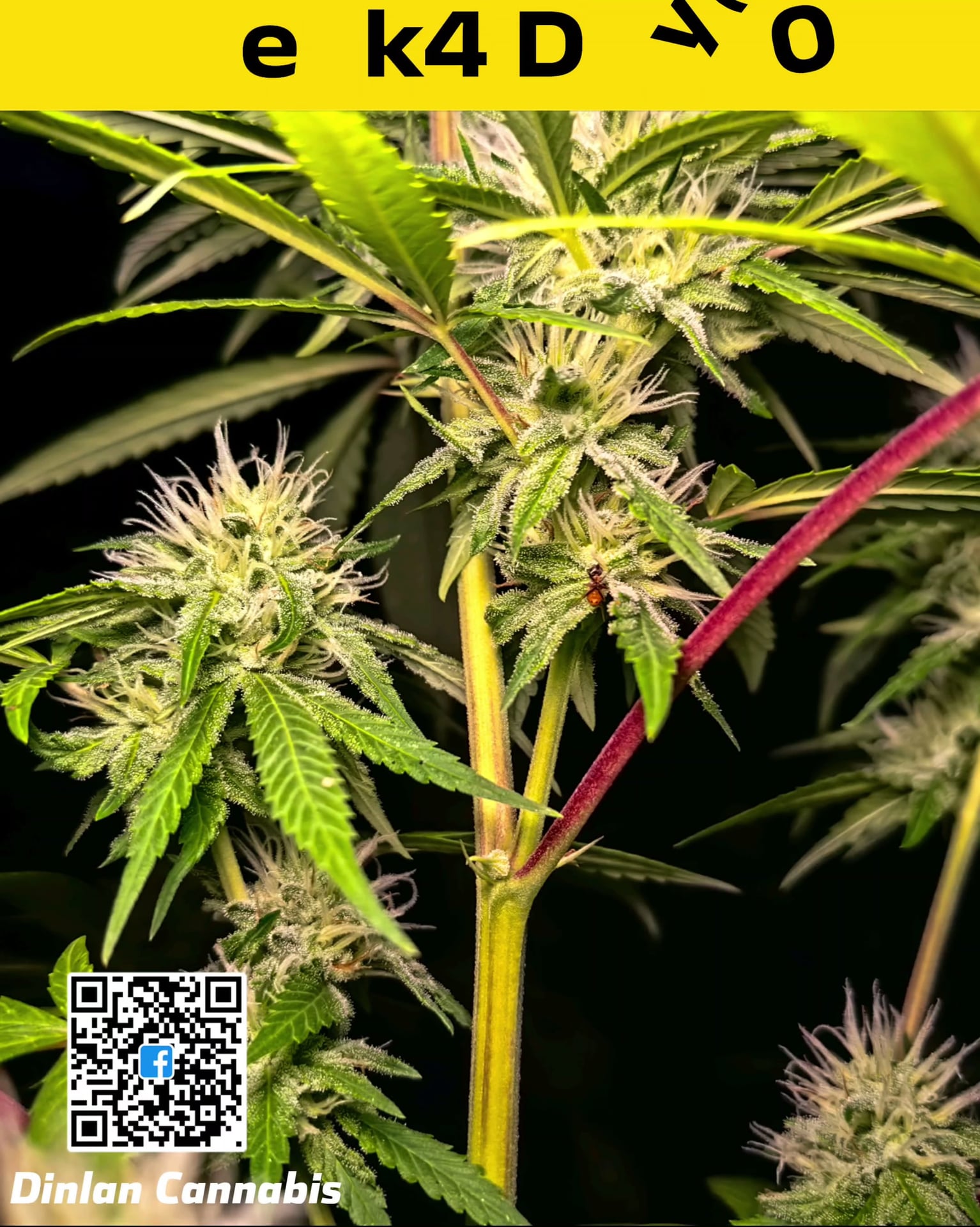 Dinlan Cannabis