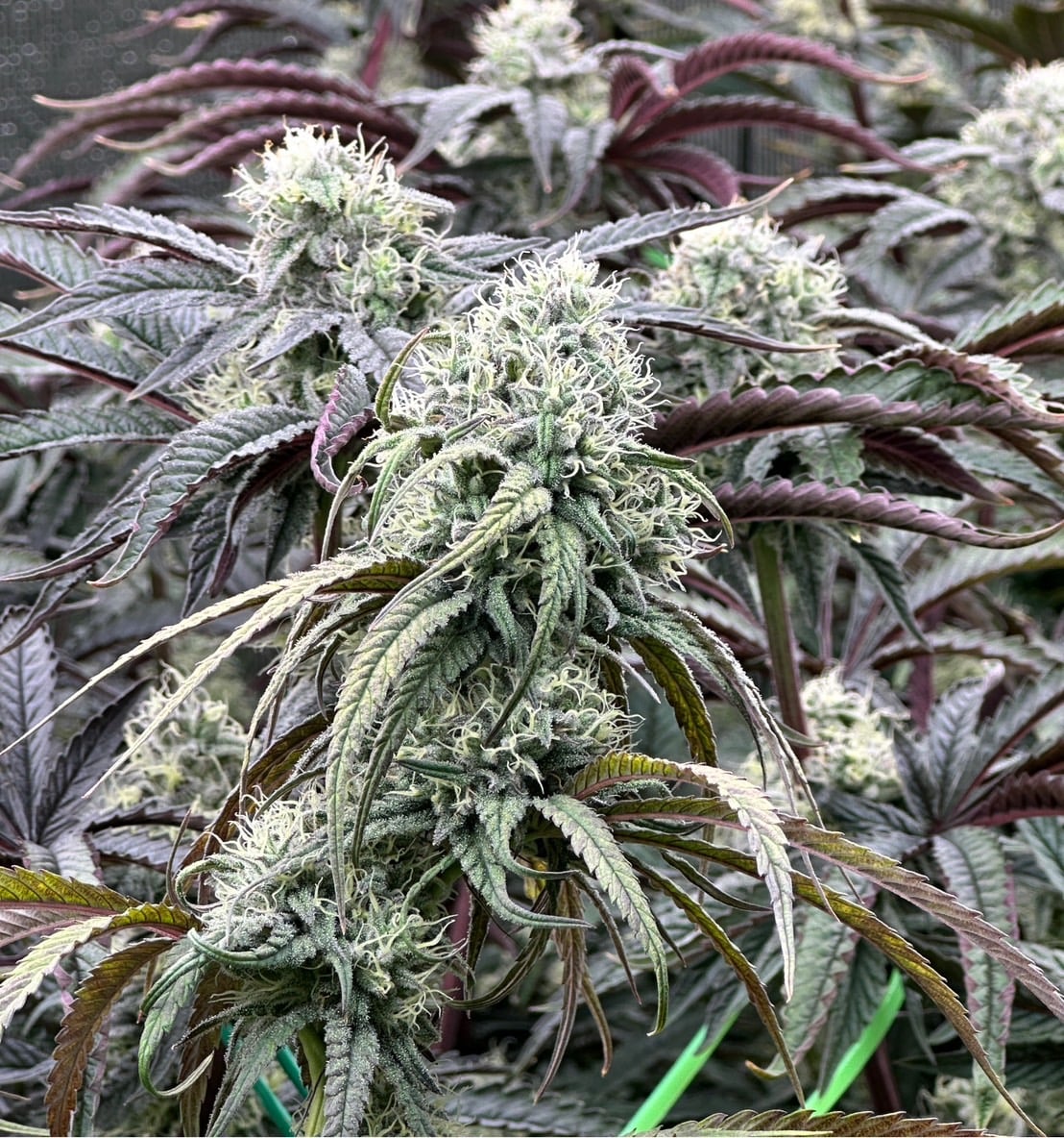 Green Elephant