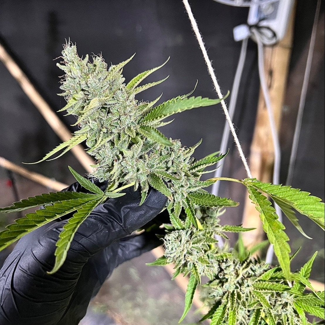 Youngweed420