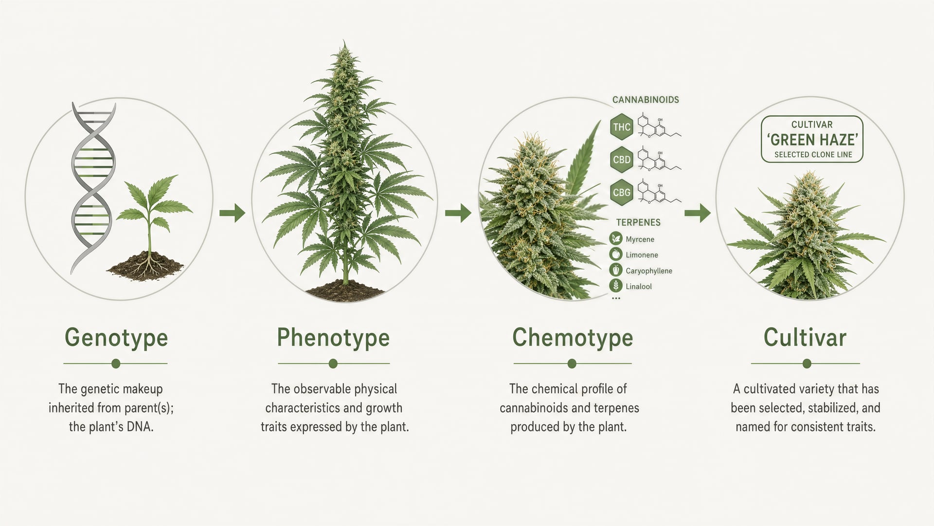 Schematic showing genotype, phenotype, chemotype, and cultivar as separate cannabis concepts.