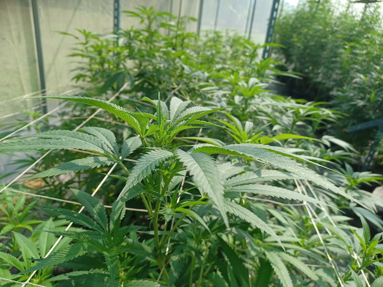 Lafayette Bars & Weed Canabis Farm